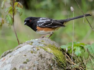 Spotted towhee