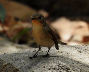 Taiga Flycatcher