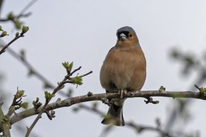 Chaffinch