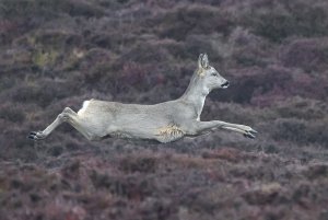 Roe Deer in Mid Stride