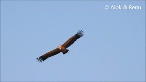 Raptor-230 : Eurasian Griffon Vulture : inflight : Amazing Wildlife of India by Renu Tewari and Alok Tewari.