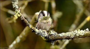 Long-tailed Tit