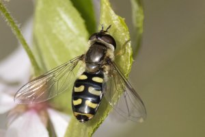 Scaeva selenitica