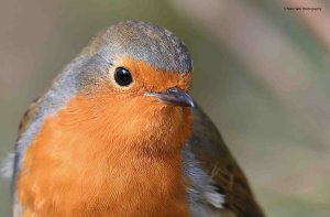 Robin 0673.jpg