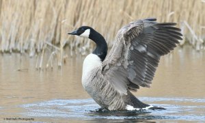 Canada Goose 0833.jpg