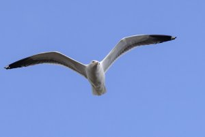 Great Black-backed Gull