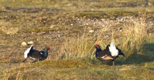 Black Grouse