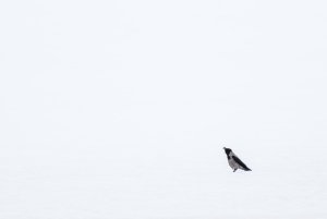 Hooded crow