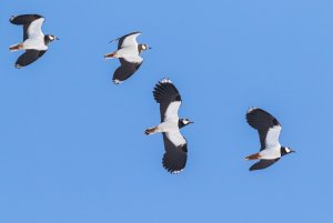 Lapwings