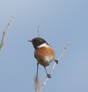 Stonechat