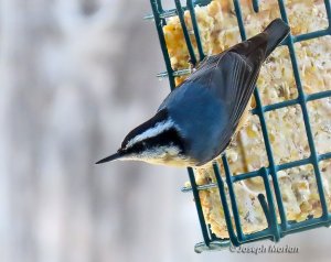 Red-breasted Nuthatch