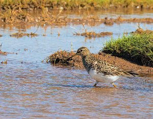 Pectoral Sandpiper