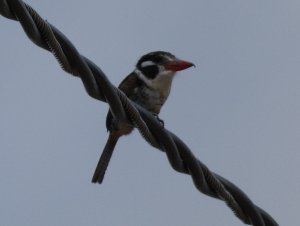 White-eared Puffbird