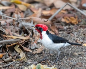 Masked Cardinal