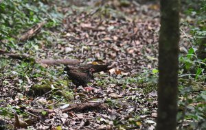 Nahan's Partridge