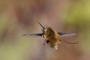 Dark-edged Beefly.jpg