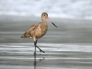 Marbled godwit