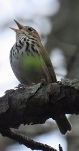 Ovenbird