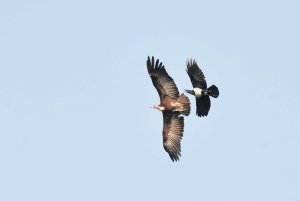 Hooded Vulture and Admirer