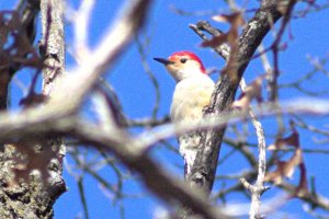 Red-bellied Woodpecker