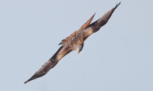 Red kite