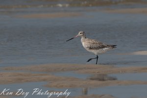 Bar-tailed Godwit.