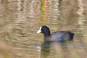 Coot 2536.jpg