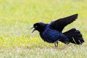 Great-tailed Grackle, Male