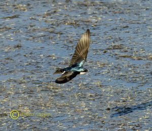 Tree Swallow