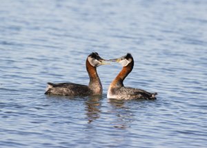 Red-Necked Grebe