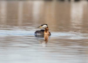 Red-Necked Grebe