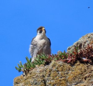 Peregrine Falcon