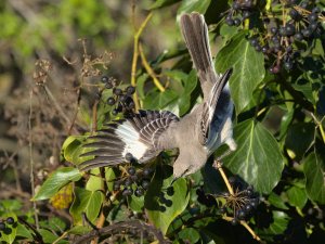 Northern mockingbird