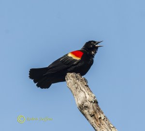 Red-winged Blackbird, Male