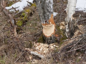 Signs of beaver activity around Maridalen