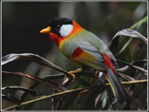 Silver-eared Mesia