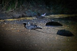 Standard-winged Nightjar