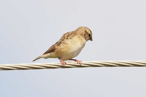 Wilsons Indigobird