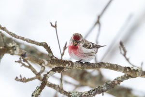 Redpoll