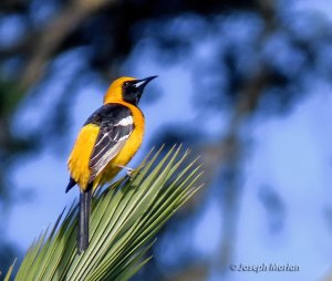 Hooded Oriole