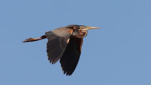 purple heron