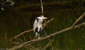 Grey Heron.