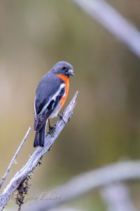 Flame Robin