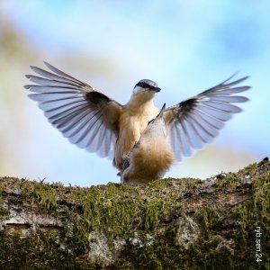 NUTHATCH ... heaven