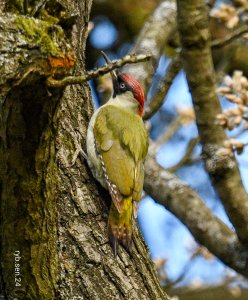 GREEN WOODPECKER