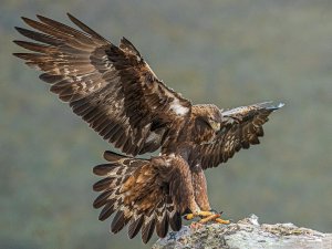 Golden Eagle