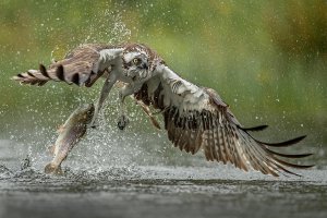 Osprey