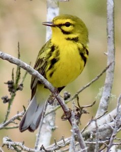 Prairie Warbler