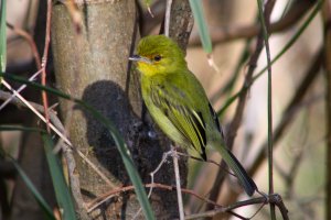 Ochre - lored Flatbill