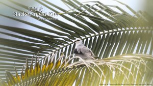 Black-winged Kite, Borneo